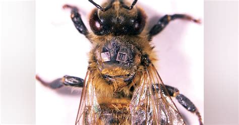 Scientists track bees with RFID 